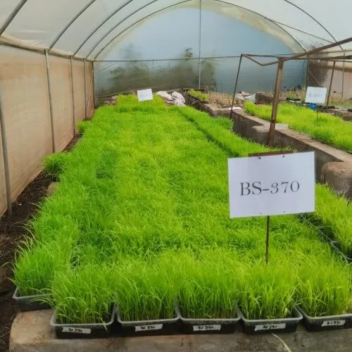 High-Quality Seedlings